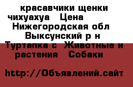 красавчики щенки чихуахуа › Цена ­ 10 000 - Нижегородская обл., Выксунский р-н, Туртапка с. Животные и растения » Собаки   